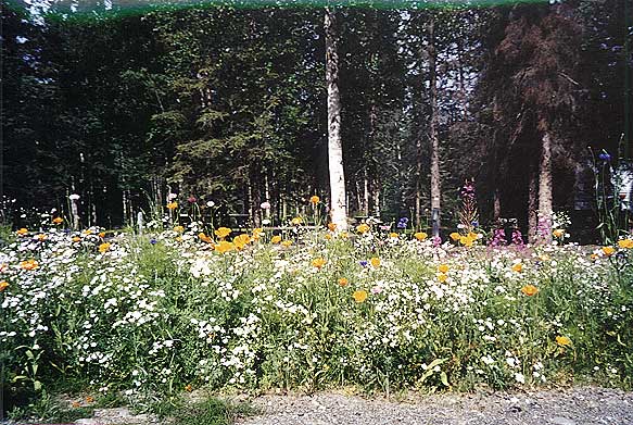 Colorful wildflowers - one of the many things you'll enjoy at Real Alaskan Cabins and RV Park