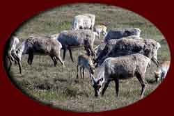 Herd of Caribou
